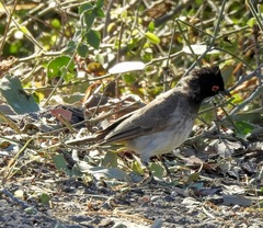 Pycnonotus nigricans