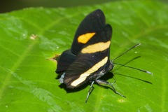Isapis agyrtus
