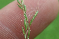 Limnodea arkansana