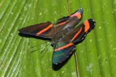 Ancyluris colubra
