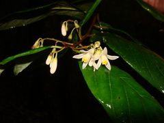 Styrax argenteus
