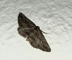 Ekboarmia atlanticaria