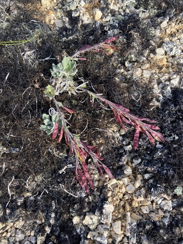 Image of Smelowskia parryoides by (c) Maria Khoreva, some rights reserved (CC BY)
