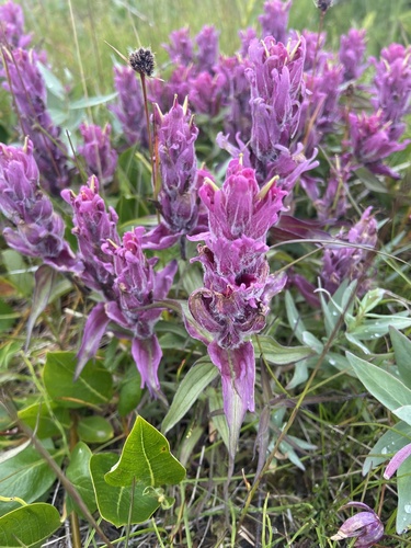 Elegant Paintbrush (Castilleja elegans)