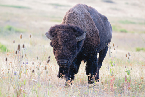 American Bison photographed in Montana