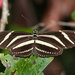 Mariposa Cebra de Alas Largas - Photo (c) Stephen John Davies, algunos derechos reservados (CC BY-NC), uploaded by Stephen John Davies