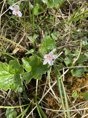 Image of Claytonia tuberosa by (c) Maria Khoreva, some rights reserved (CC BY)