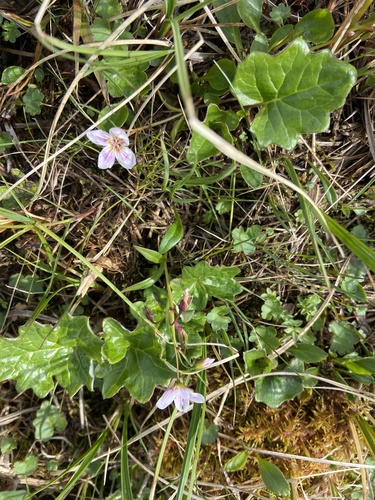 Image of Claytonia tuberosa by (c) Maria Khoreva, some rights reserved (CC BY)