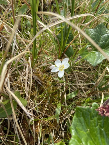 Beringian Springbeauty (Claytonia tuberosa)