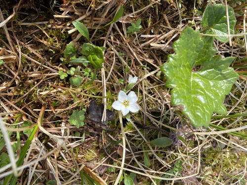 Image of Claytonia tuberosa by (c) Maria Khoreva, some rights reserved (CC BY)