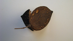 Jacaranda jasminoides