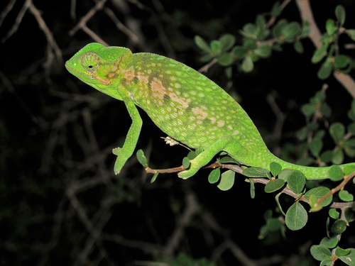 Southern Carpet Chameleon
