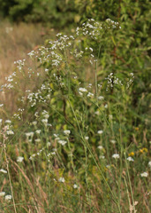 Galium octonarium