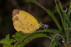 Pyrisitia lisa centralis