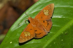 Euriphellus euribates