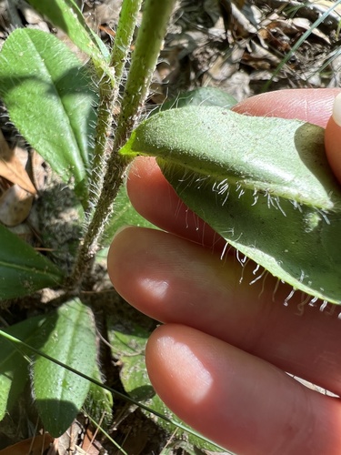 Image of Hieracium gronovii by (c) Anne Parker, some rights reserved (CC BY)