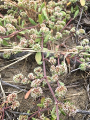 Chorizanthe cuspidata cuspidata