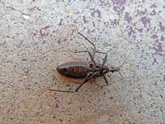 Triatoma rubida