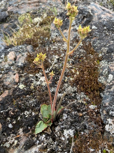 Image of Alpine Saxifrage (Micranthes nivalis) by (c) Ingvild Riska, some rights reserved (CC BY)