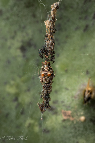 Walckenaer's Trashline Orbweaver