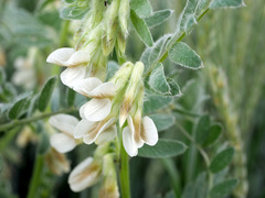 Vicia pannonica
