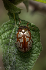 Calligrapha suffriani