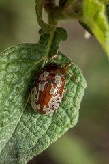 Calligrapha suffriani