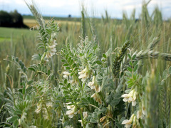 Vicia pannonica