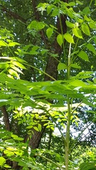 Aralia elata
