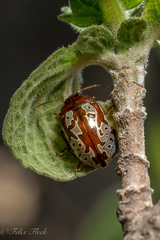 Calligrapha suffriani