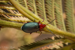 Phrynocepha deyrollei