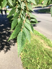 Zelkova