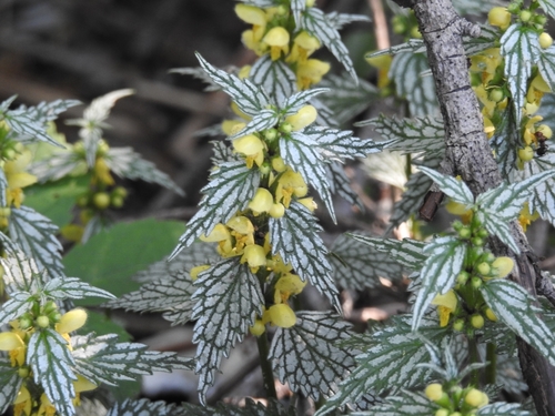 Geltonžiedis šalmutis nuotrauka