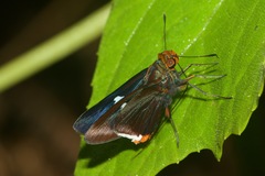Thracides cleanthes