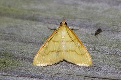 Helvibotys helvialis