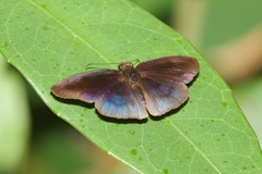 Anastrus neaeris