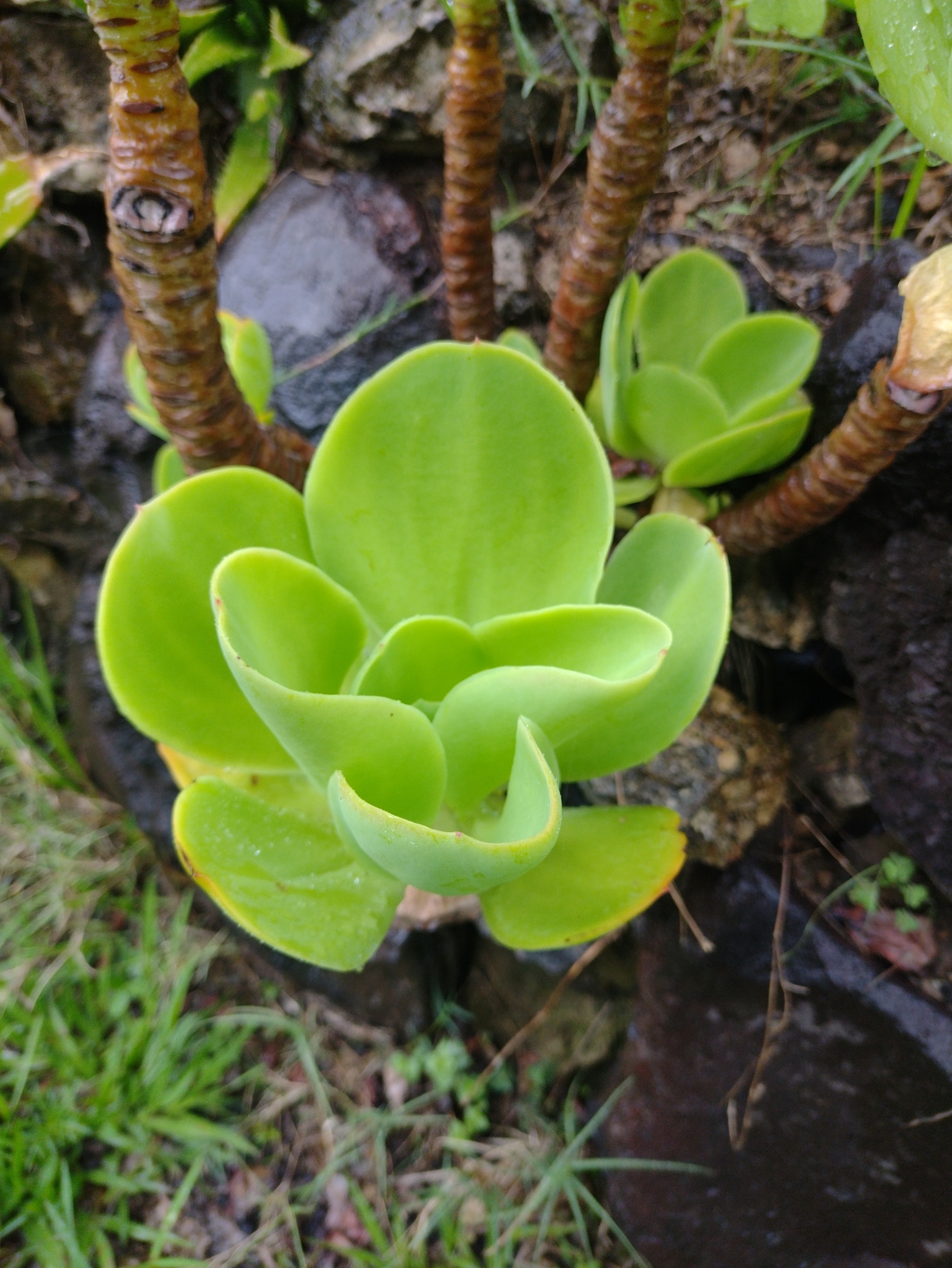 Imagem de Echeveria pallida