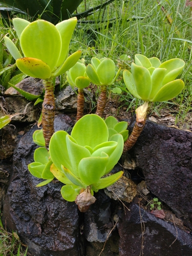 Foto de Echeveria pallida