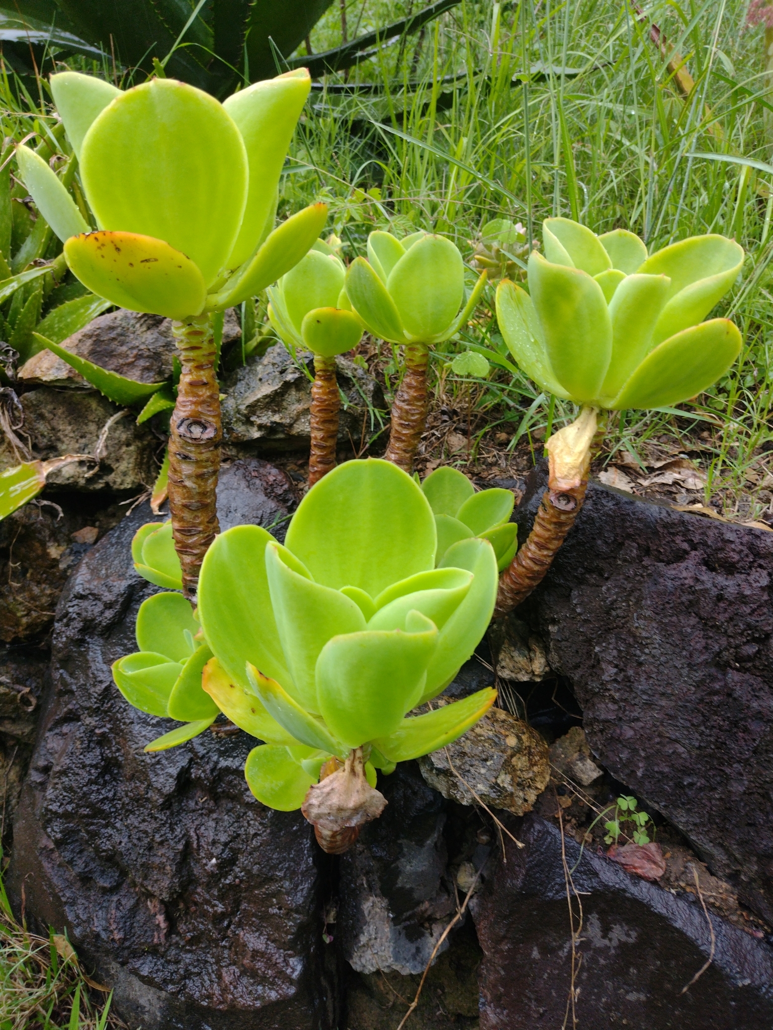 Imagem de Echeveria pallida