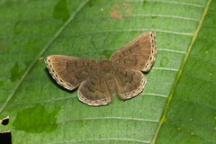 Chalodeta lypera