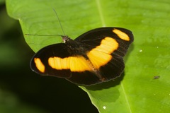 Catonephele salambria