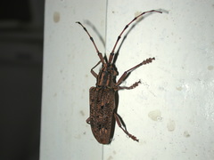 Pharsalia subgemmata