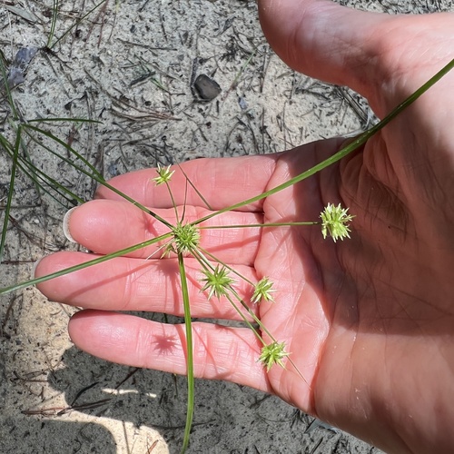 Image of Cyperus croceus by (c) Anne Parker, some rights reserved (CC BY)