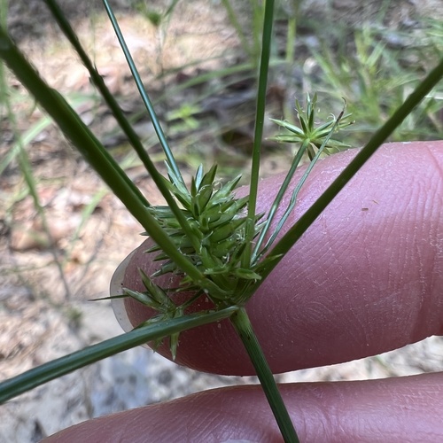 Image of Cyperus croceus by (c) Anne Parker, some rights reserved (CC BY)