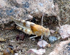 Heliastus benjamini