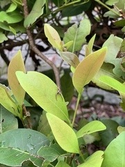 Hentzia palmarum image