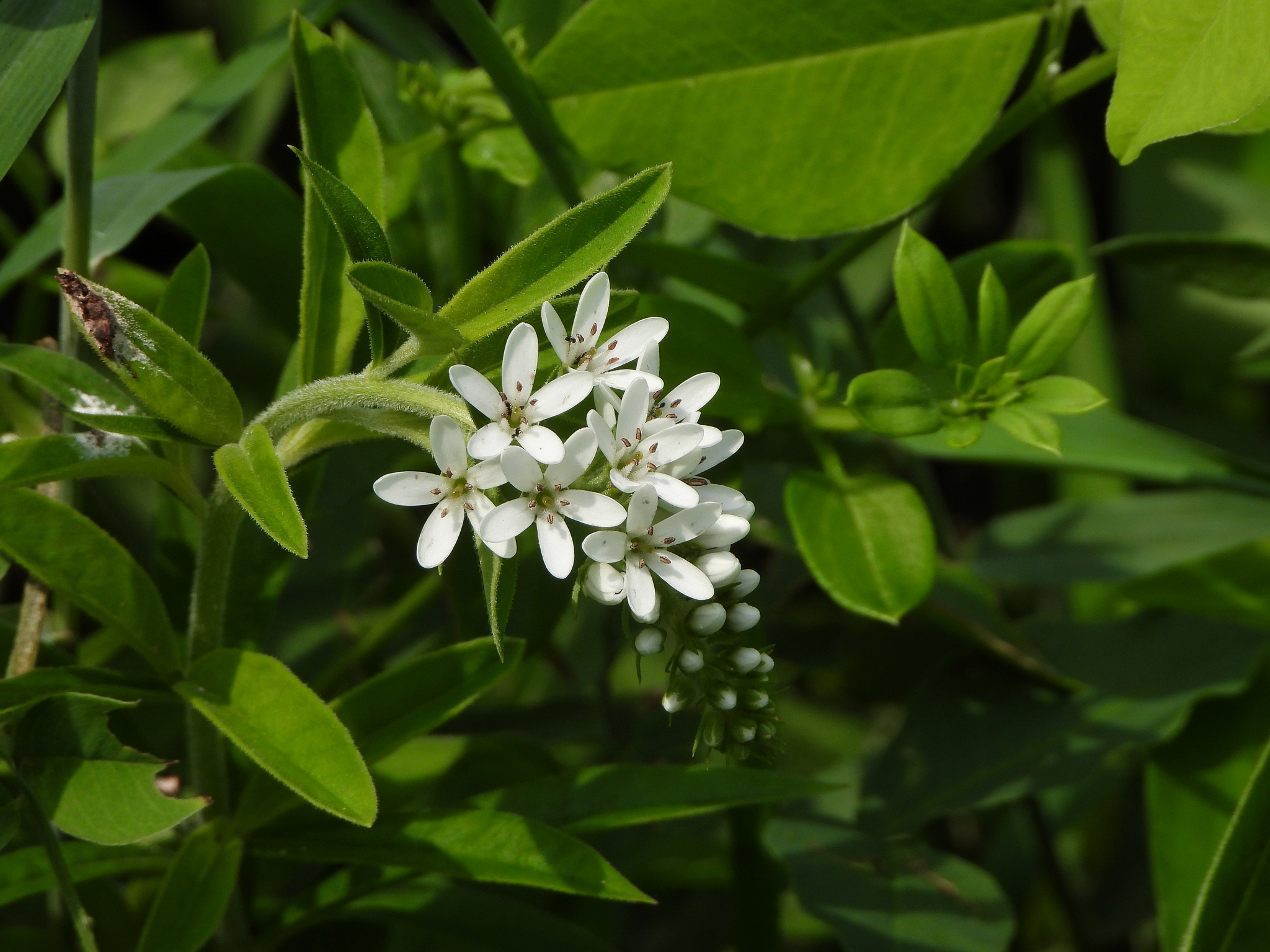 Lysimachia barystachys