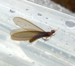 Apicotermitinae