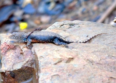 Sceloporus nelsoni