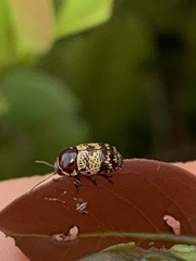 Cryptocephalus irroratus